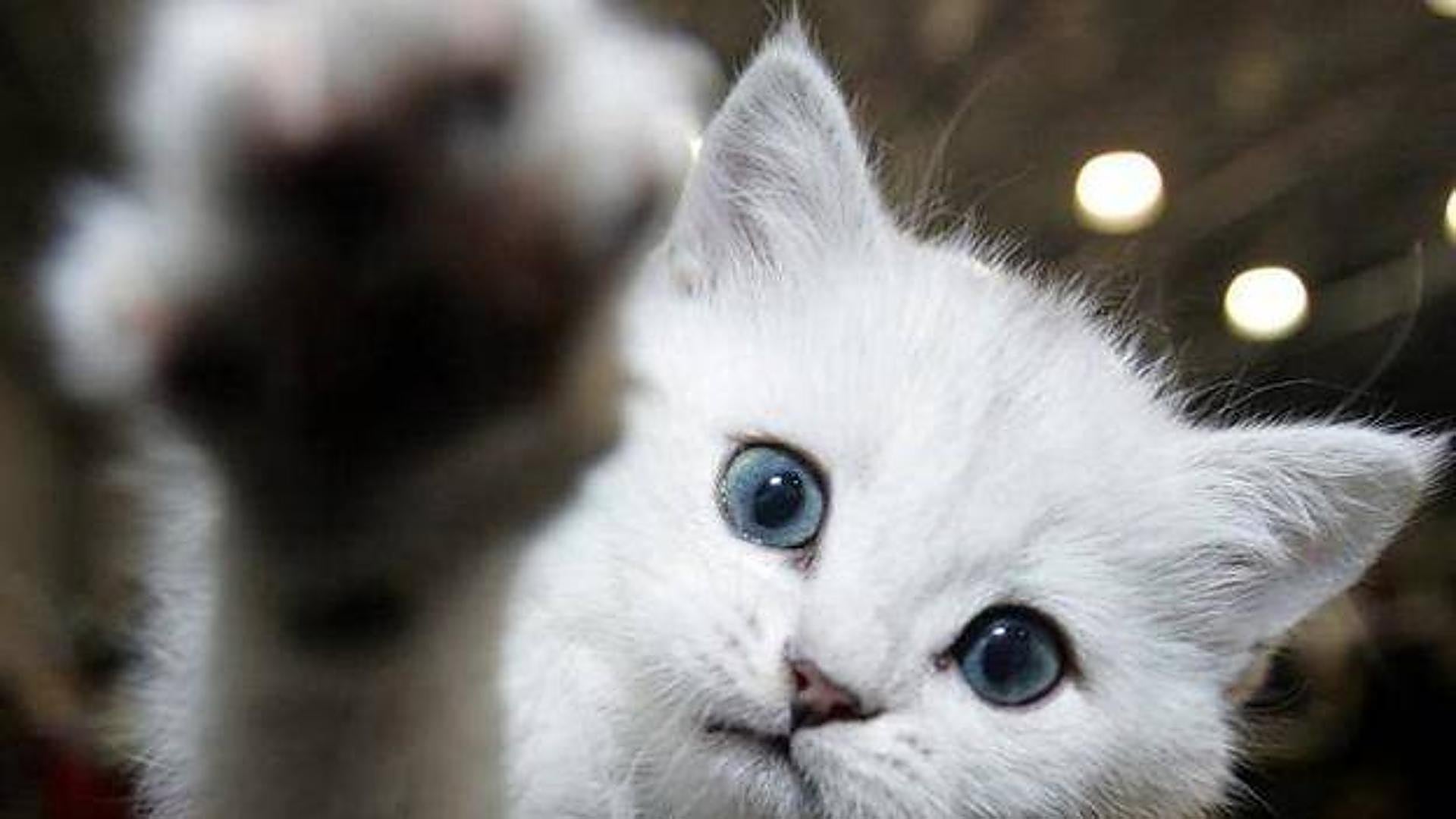 Does my cat have to have insurance under the Animal Welfare Law